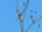 Phoenicurus ochruros