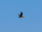 Phalacrocorax carbo