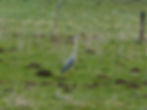 Ardea cinerea