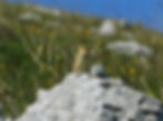 Anthus campestris
