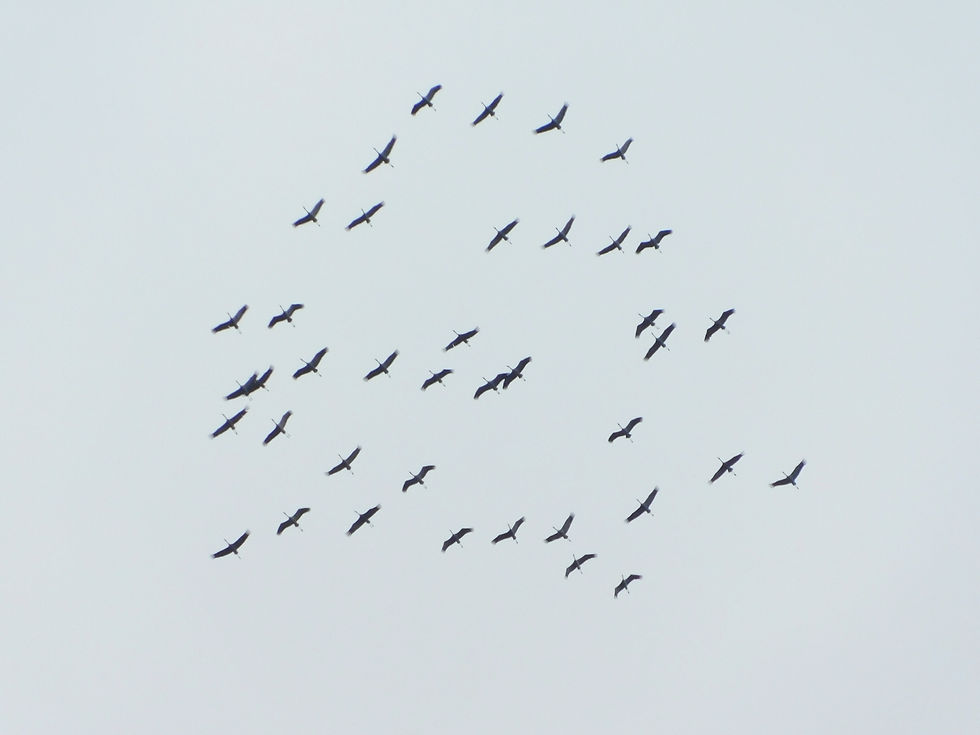 Grus grus