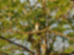 Muscicapa striata