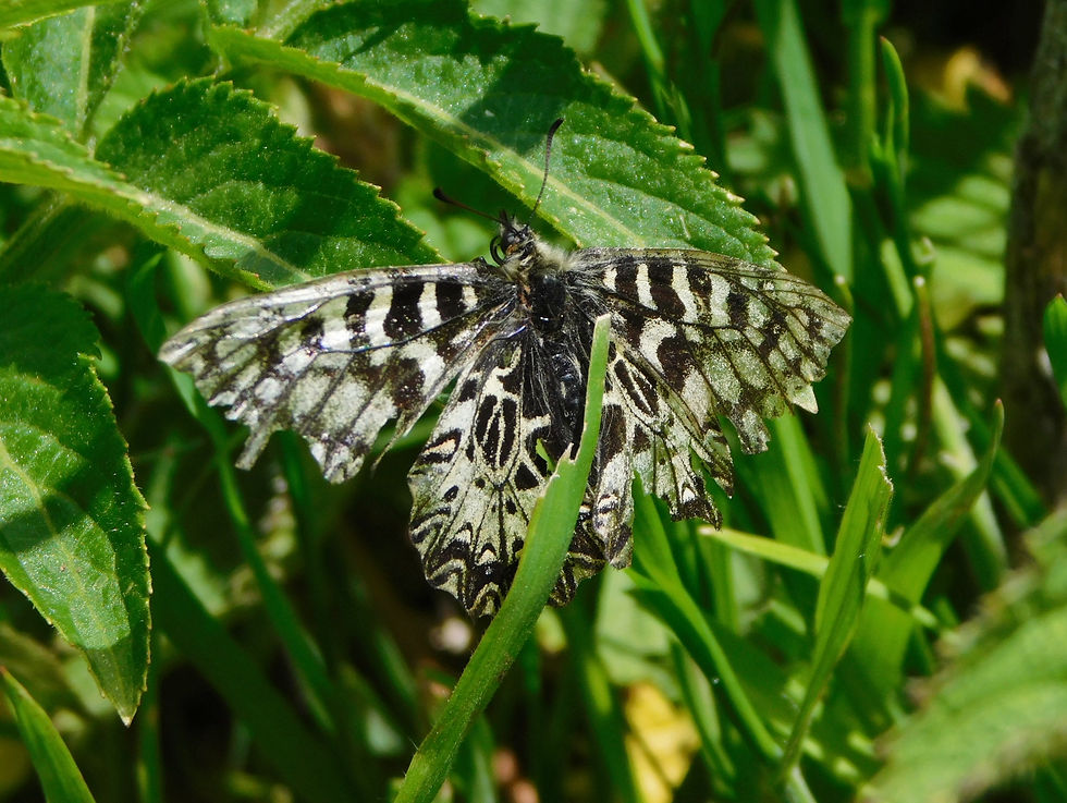 Zerynthia cassandra