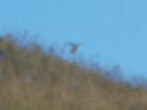 Falco tinnunculus