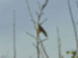 Falco tinnunculus