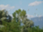 Bulbucus ibis
