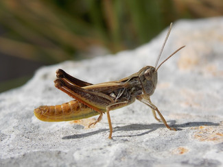 Italohippus albicornis (La Greca, 1948), specie endemica del Matese.