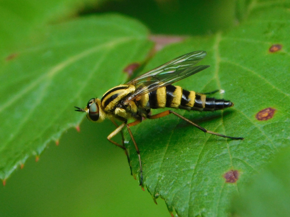 Thereva aurata