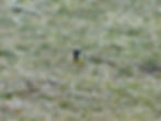 Parus major