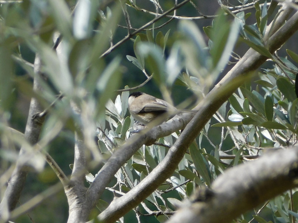Poecile palustris