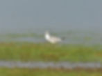 Larus michahellis