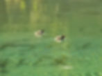 Tachybaptus ruficollis