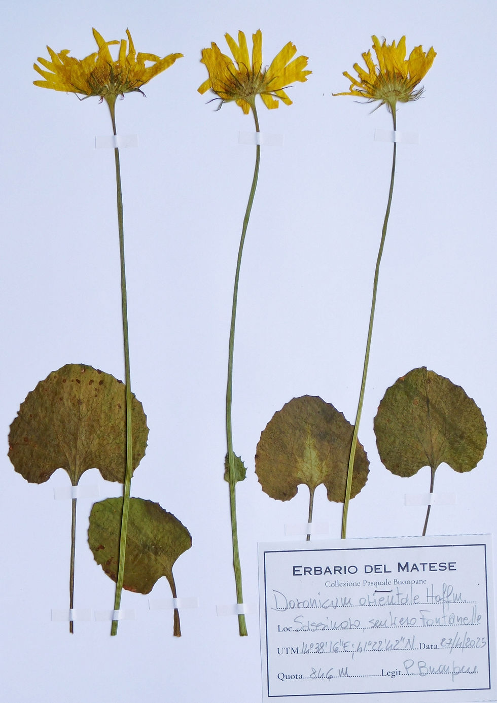 Doronicum orientale Hoffm.