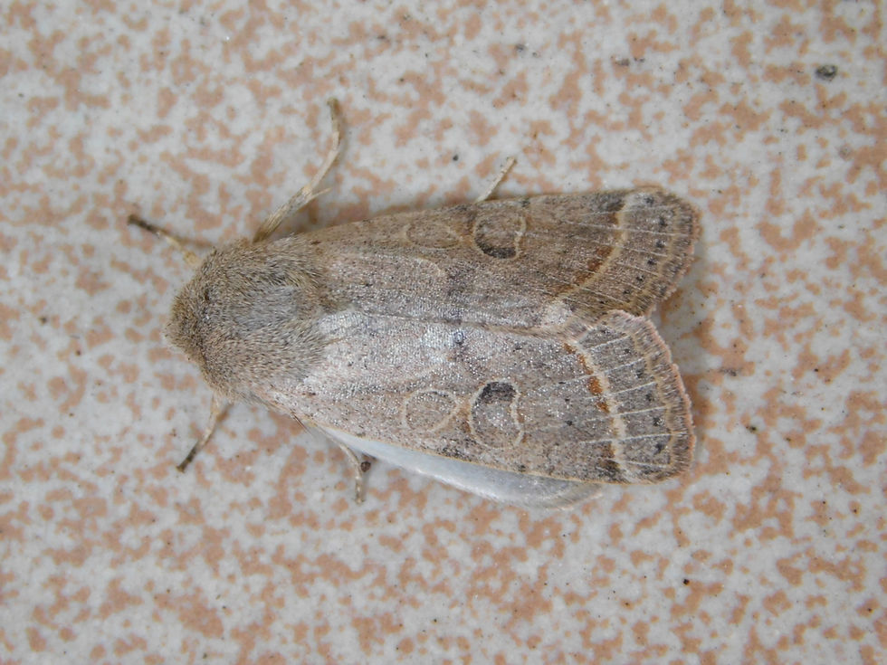 Orthosia cerasi
