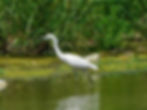 Egretta garzetta