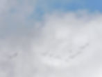 Platalea leucorodia