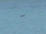 Anas platyrhynchos