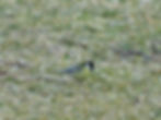 Parus major