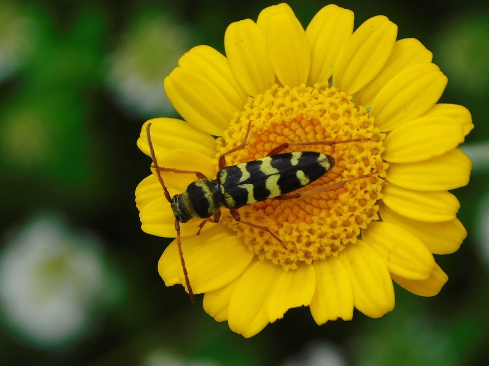 Plagionotus floralis