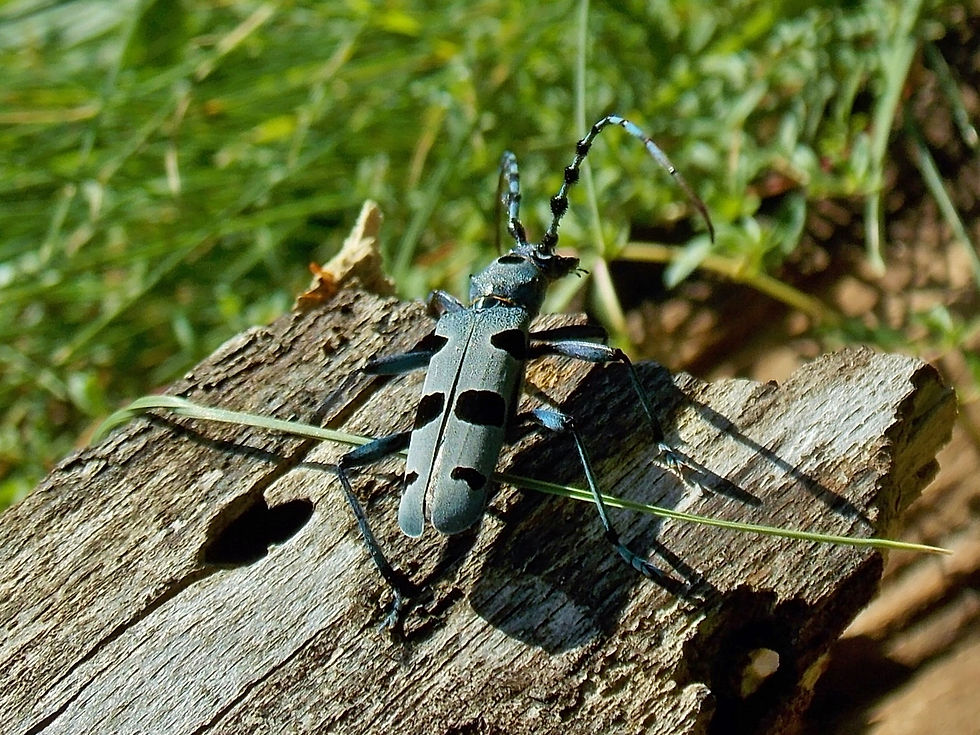 Rosalia alpina
