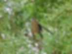 Accipiter gentilis
