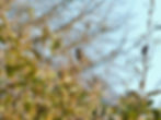 Fringilla coelebs