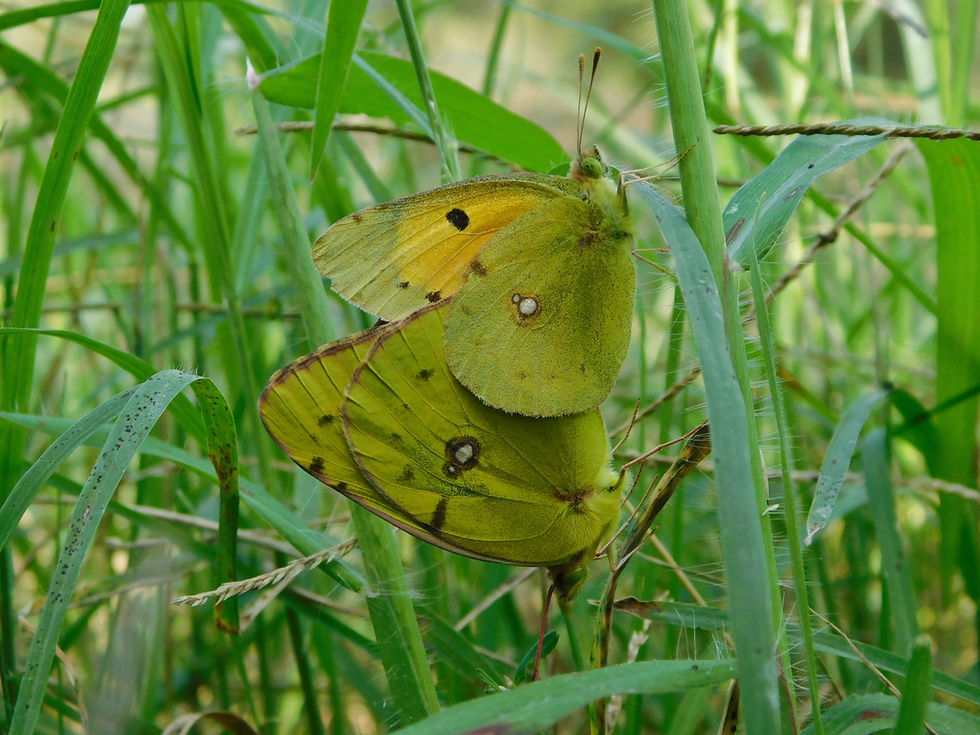 Colias crocea ♂♀