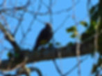 Sturnus vulgaris