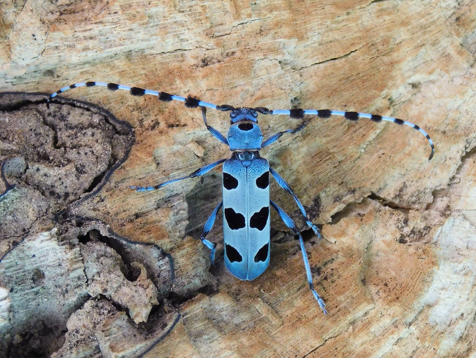 Rosalia alpina