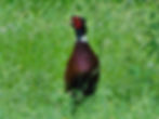 Phasianus colchicus