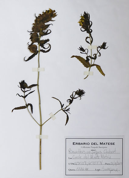 Rhinanthus ovifugus.JPG