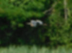 Ardea purpurea