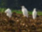 Bulbucus ibis
