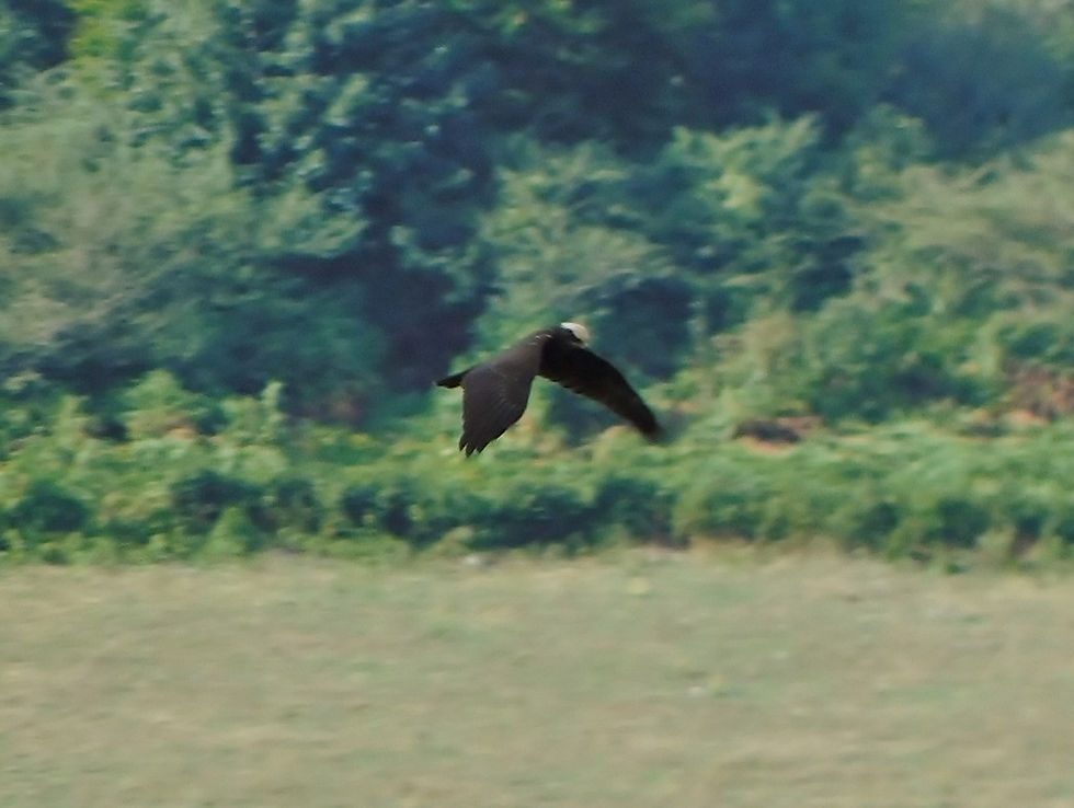 Circus aeruginosus