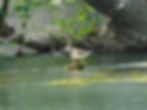 Actitis hypoleucos