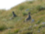 Charadrius morinellus