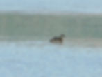 Podiceps cristatus