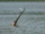 Egretta garzetta