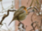 Erithacus rubecula