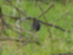 Turdus merula