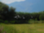 Bulbucus ibis