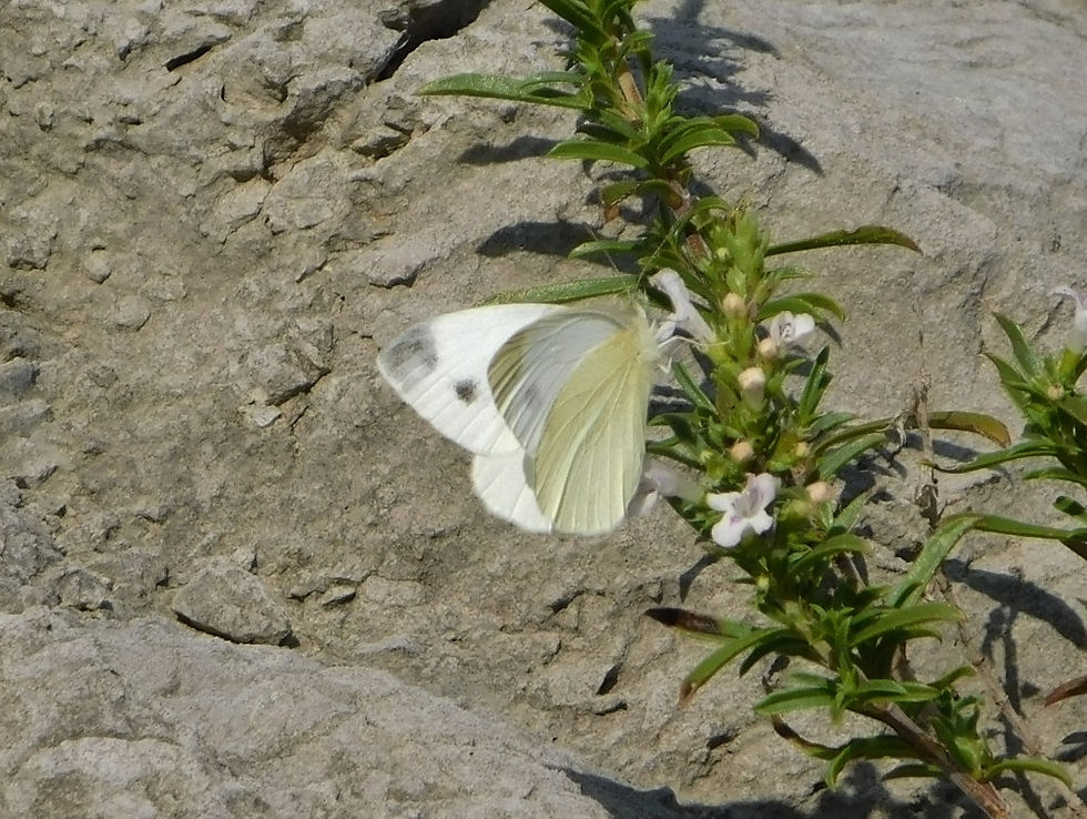 Pieris ergane