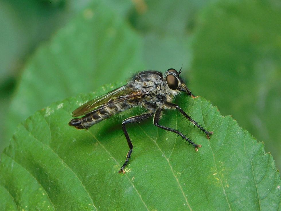 Machimus intermedius