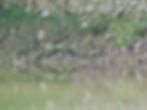 Actitis hypoleucos