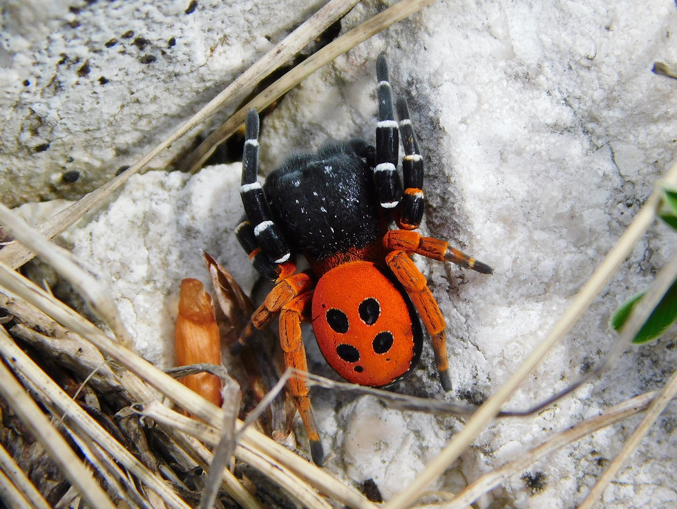 Eresus kollari ♂