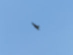 Milvus milvus