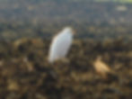 Bulbucus ibis