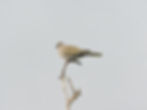 Streptopelia decaocto