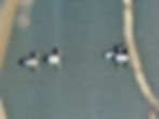 Aythya fuligula