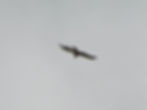 Circaetus gallicus